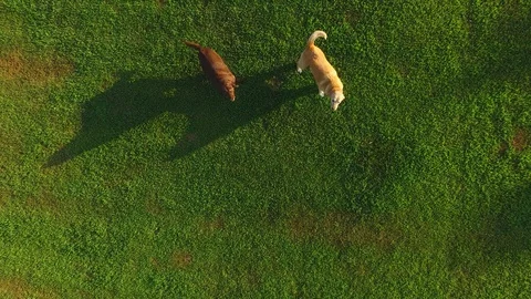 Dogs Barking Up in the Air Stock Footage 107850699