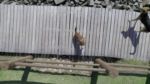 Dogs barking at drone Stock Footage 277923711