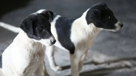 Dogs Barking Stock Footage 47547731