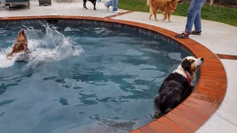 Dogs barking playing and diving into water at doggy pool party Stock Footage 97612078