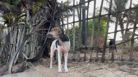 Dogs Barking At The Side Of Beach And Protecting The Gate. Stock Footage 272921439