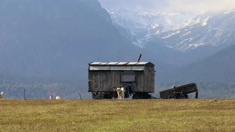 Dogs barking while guarding their cottage under a snowy mountain in a sunny day	 Stock Footage 218210068