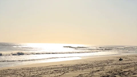 Dogs on the beach 1 Video stock 92414284