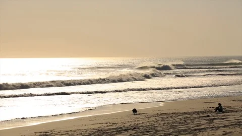 Dogs on the beach 2 Video stock 92414580