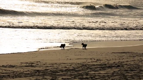 Dogs on the beach 4 Video stock 92415295