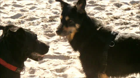 Dogs on the beach Stock Footage 25609843