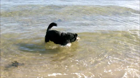 Dogs on the beach Stock Footage 25610057