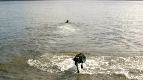 Dogs on the beach Stock Footage 25611126