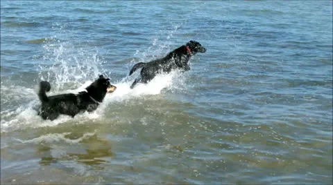 Dogs on the beach Stock Footage 25611290
