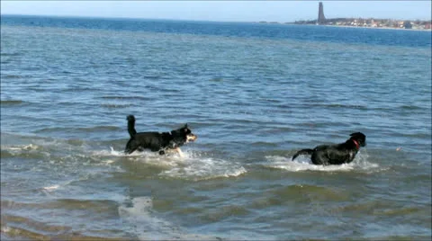 Dogs on the beach Stock Footage 25612032