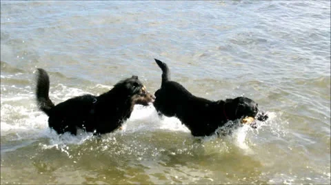 Dogs on the beach Stock-Footage 25612167