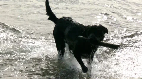 Dogs on the beach Stock Footage 25612897