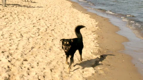 Dogs on the beach Stock Footage 25613274