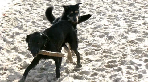 Dogs on the beach Stock Footage 25613432