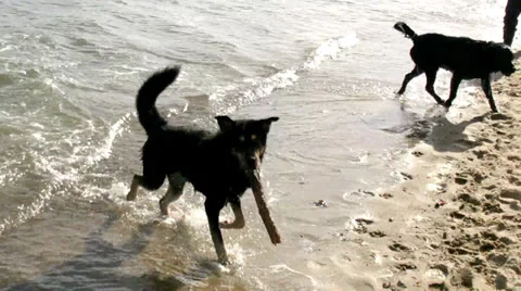Dogs on the beach Stock Footage 25614146