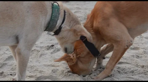 Dogs on the beach Stock Footage 36816033