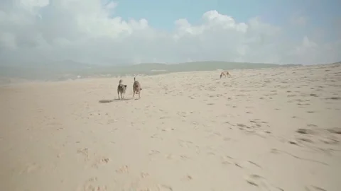 Dogs on the Beach Stock Footage 72105491