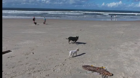 Dogs on the beach Stock Footage 74779304