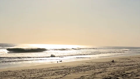 Dogs on the beach. Video stock 92414494