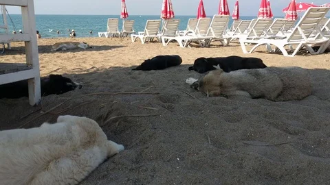 Dogs on the beach Stock Footage 92761826
