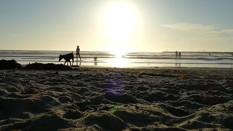 Dogs At The Beach Stock Footage 123452585