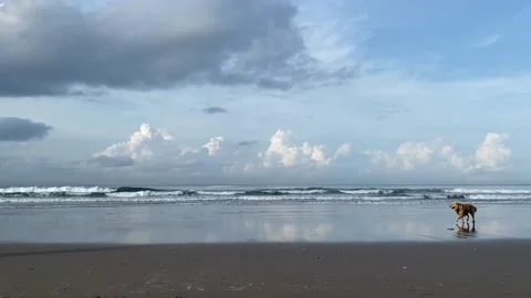 Dogs on the beach Stock Footage 156368294