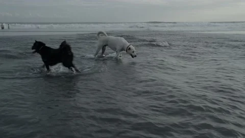Dogs on the beach Stock Footage 197568202