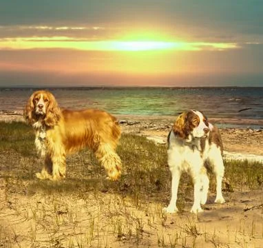 Dogs on a beach Stock Photos