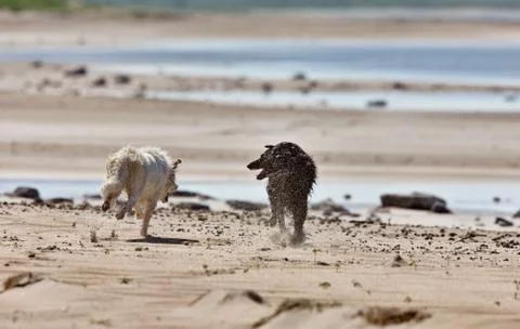 Dogs at the Beach Stock Photos