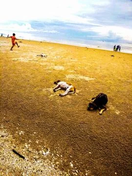 Dogs on the beach Stock Photos