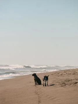 Dogs on the beach Stock Photos