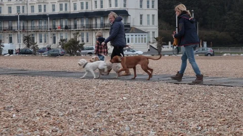 Dogs on the beach, plying 動画素材 101348612
