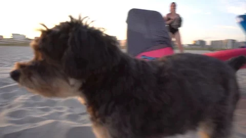 Dogs on beach sniffing camera Stock Footage 98909855