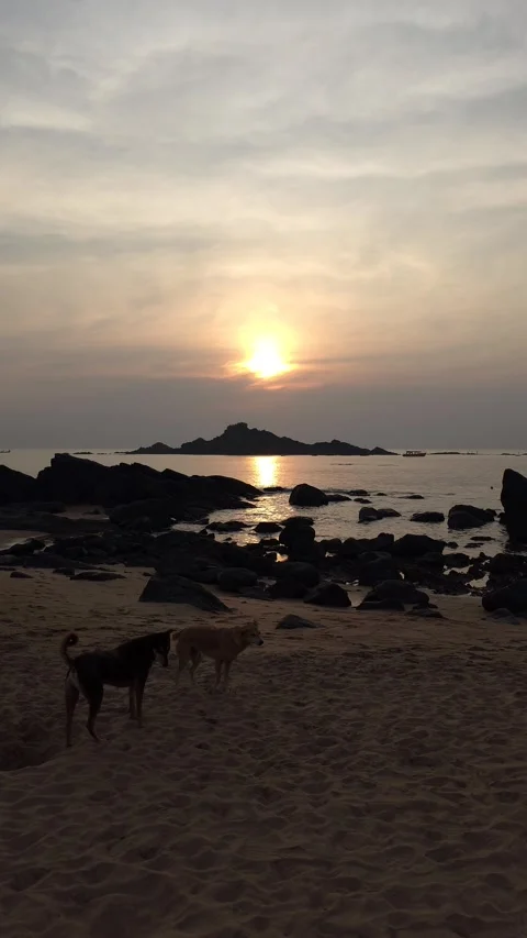 Dogs on a beach at sunset Stock Footage 312516169