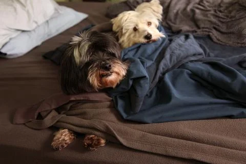 Dogs on the bed Stock Photos