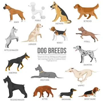 Dogs breed set Stock Illustration