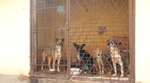 Dogs in cage Vidéo 32793248