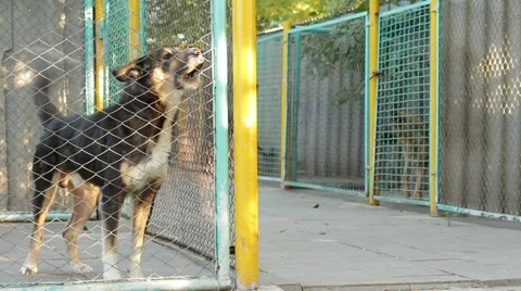 Dogs In A Cage Stock Footage 52609650