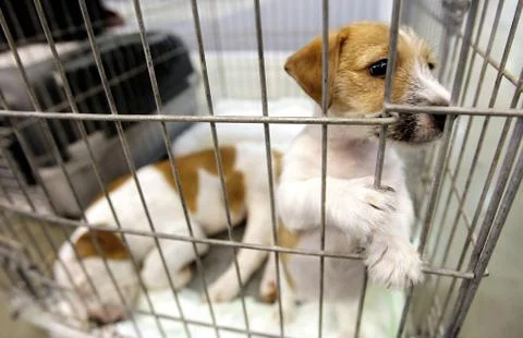 Dogs in a cage Stock Photos