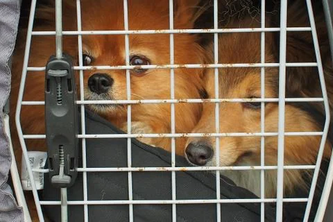 Dogs in a cage Stock Photos