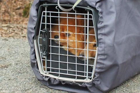 Dogs in a cage Stock Photos