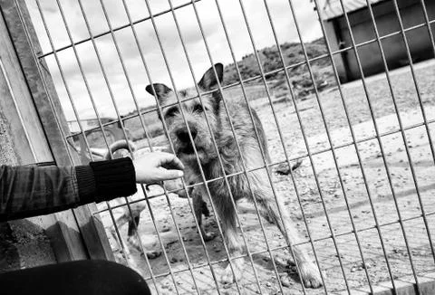 Dogs in cages Stock Photos