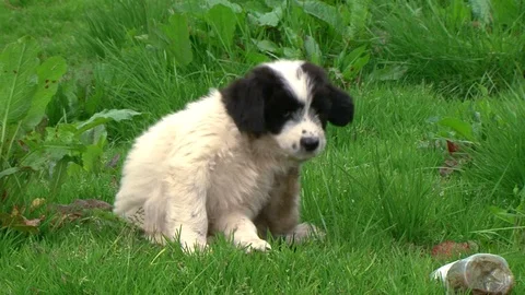 Dogs in the Carpathian Mountains Vidéo 78211580