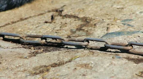 Dog's chain 库存影片 11383901