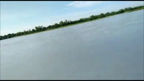 Dogs chase off vicious tiger, saving children from near attack in India village Stock Footage 106301395