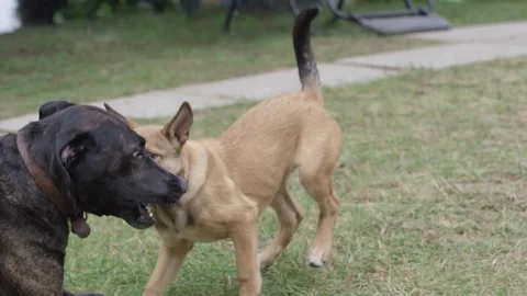 Dogs chasing and playing in slow motion Stock Footage