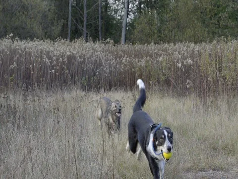 DOGS CHASING ANOTHER DOG WITH A TOY SLOW MOTION Stock Footage 69713414