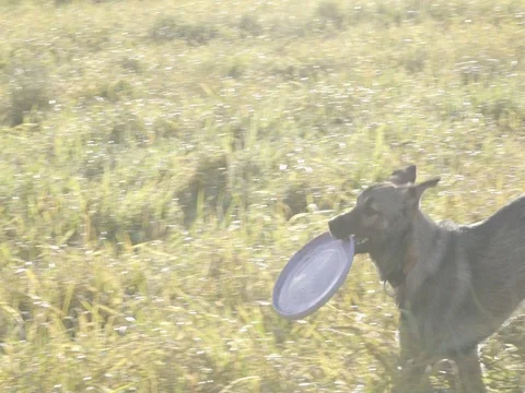 DOGS CHASING ANOTHER DOG WITH A TOY SLOW MOTION Stock Footage 69713706