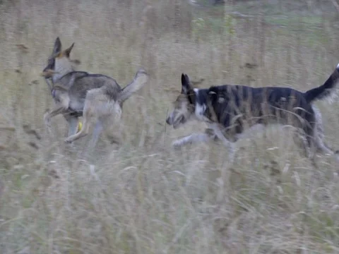 DOGS CHASING ANOTHER DOG WITH A TOY SLOW MOTION Stock Footage 69714175