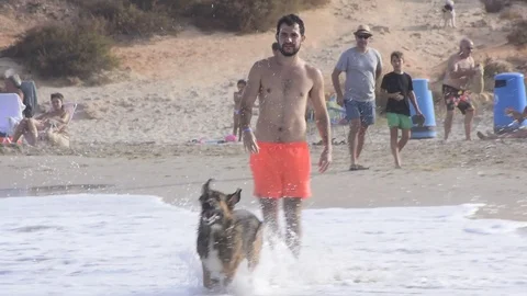 Dogs chasing ball at the beach during summer time Stock Footage 113660981
